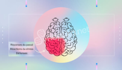 Illustration de l'arrière gauche du cerveau, zone associée aux peurs, aux systèmes de défense et aux pensées limitantes