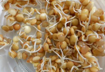 les lentilles germées