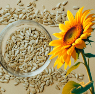 grains de tournesol et la fleur de tournesol